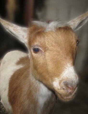 Amaryllis Goat